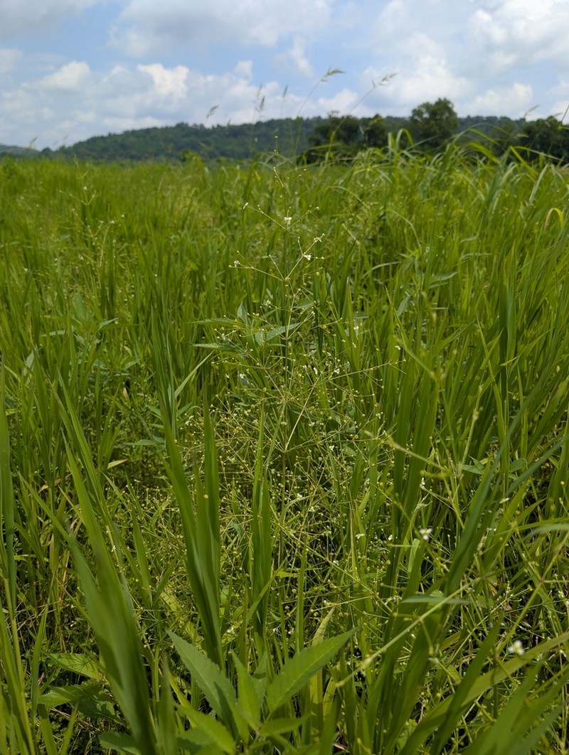 American Water Plantain photo 6