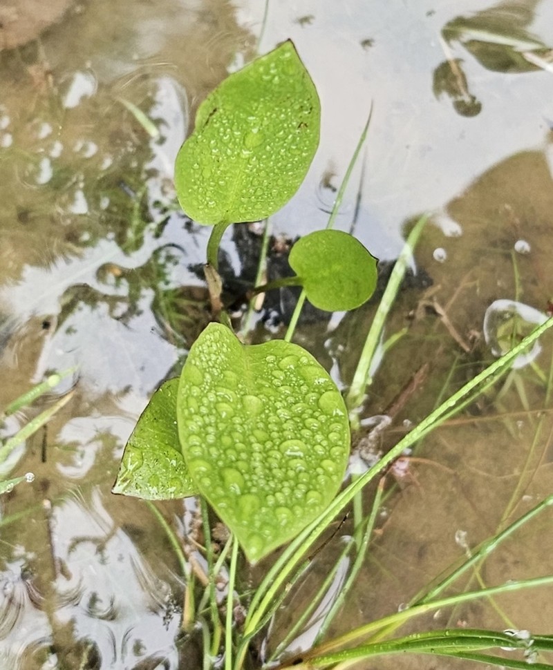 American Water Plantain photo 7