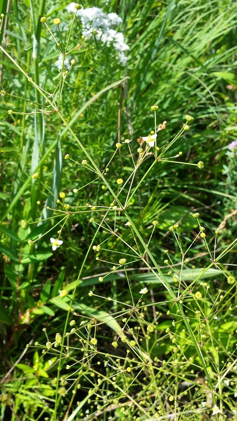 American Water Plantain photo 8