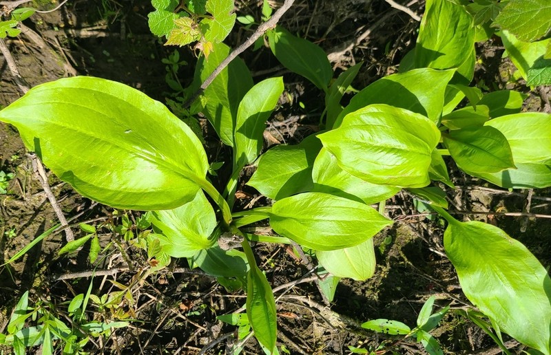 American Water Plantain photo 9