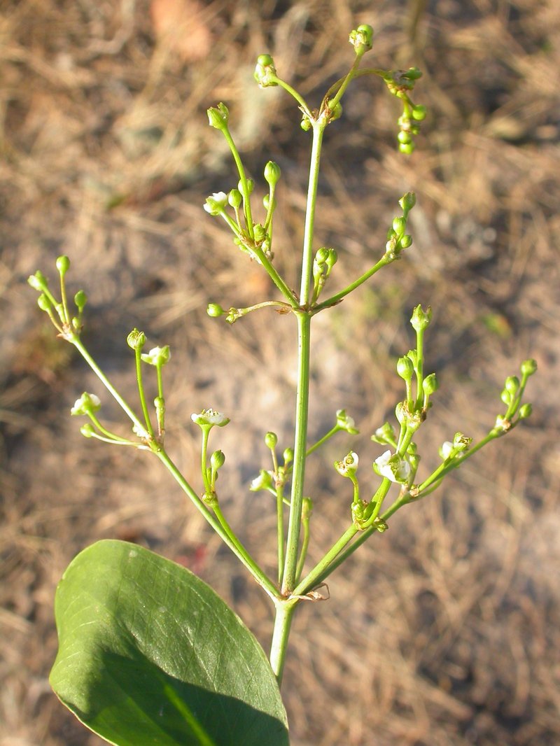 Northern Water Plantain photo 2