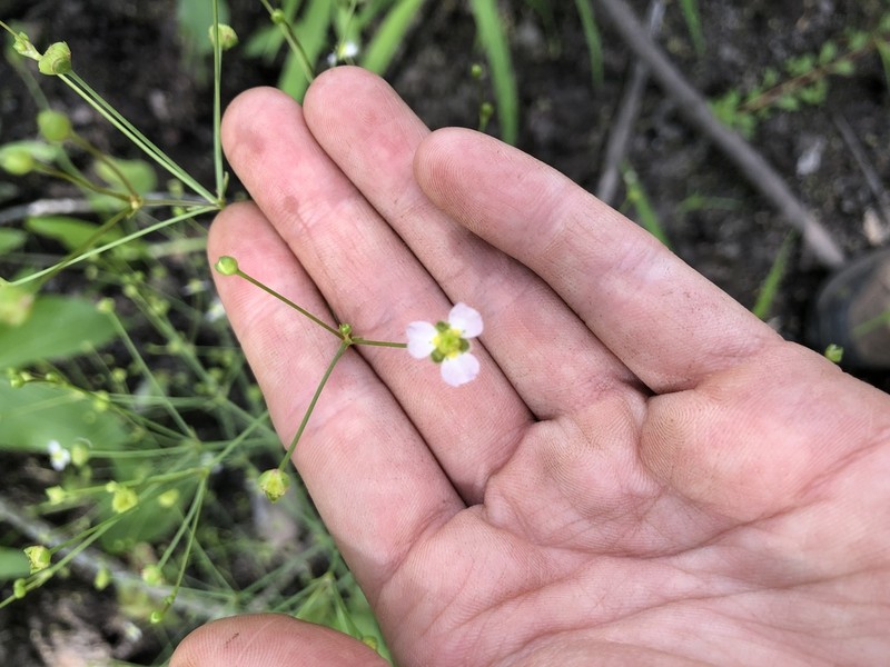 Northern Water Plantain photo 3