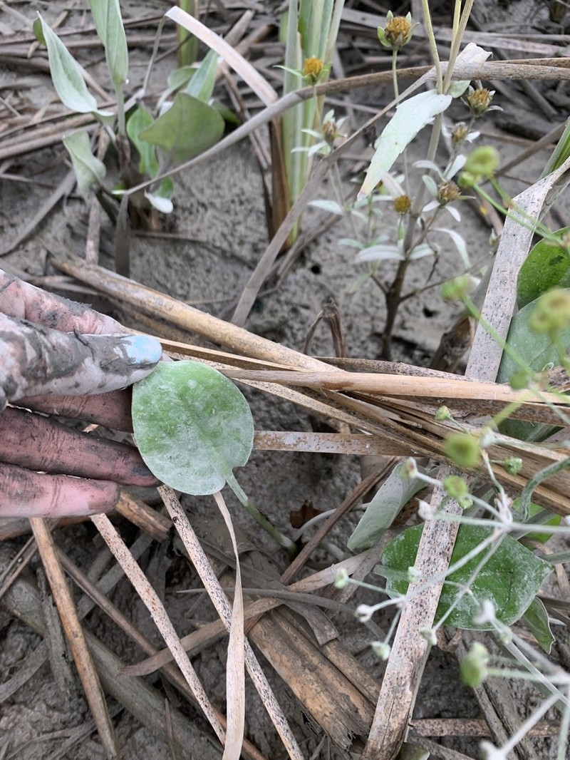 Northern Water Plantain photo 4