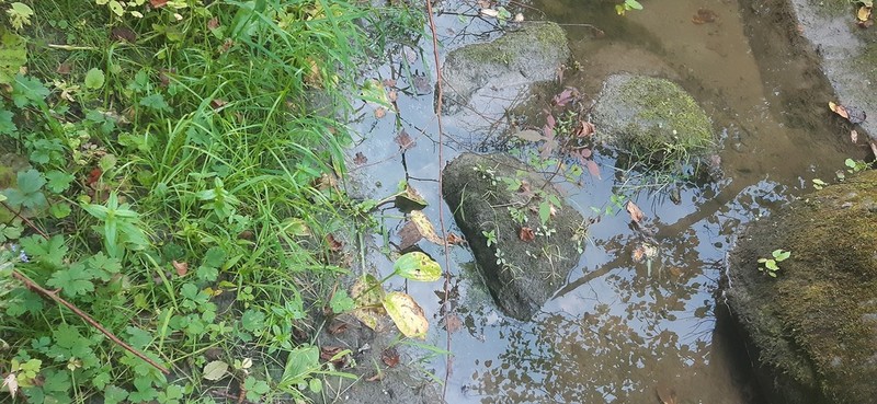 Northern Water Plantain photo 5