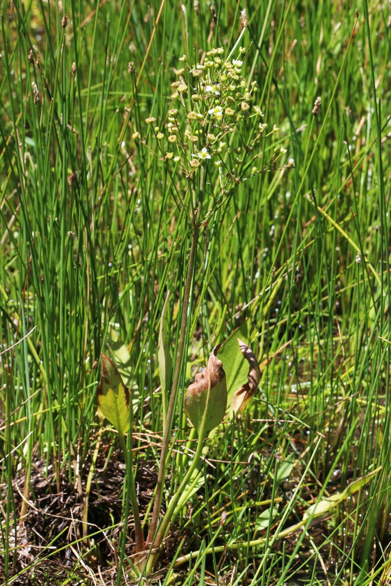 Northern Water Plantain photo 6