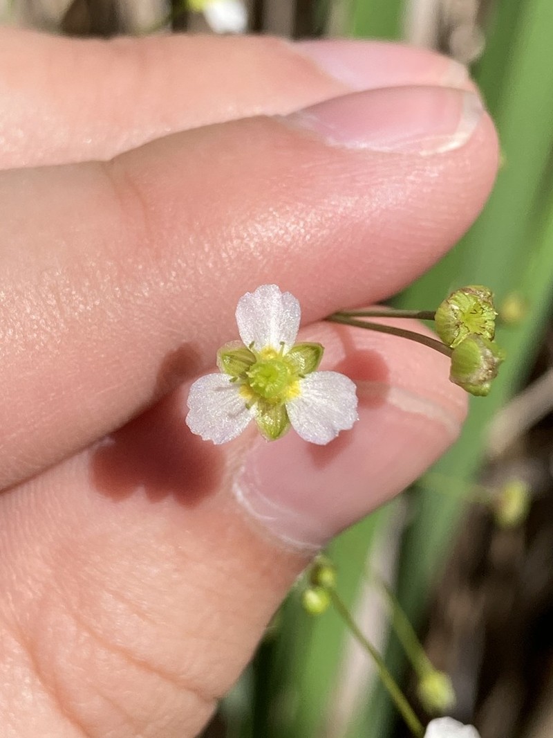 Northern Water Plantain photo 7