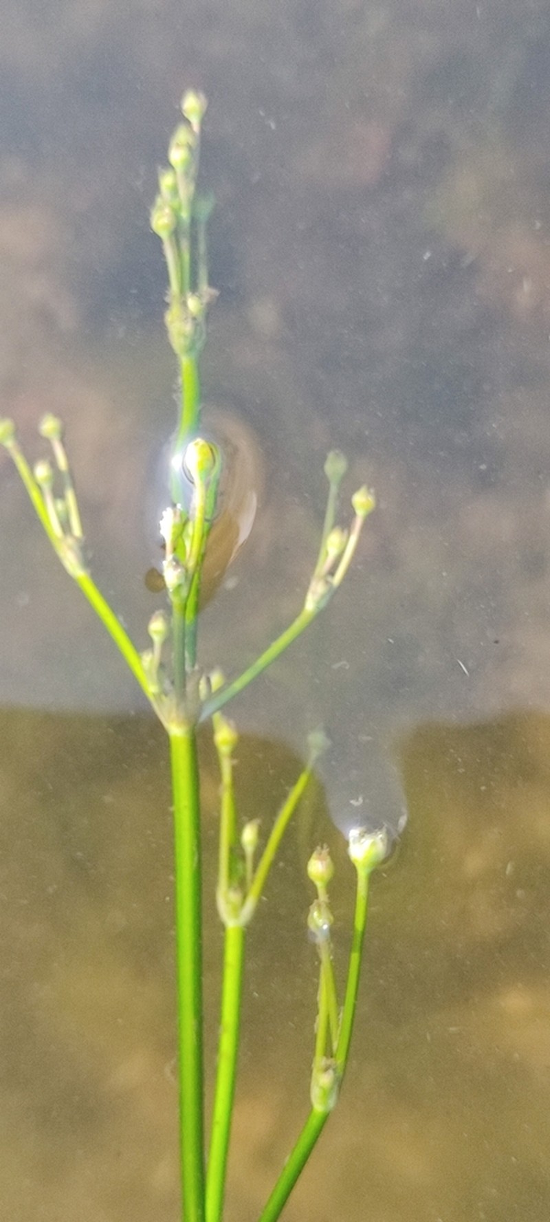 Alisma wahlenbergii