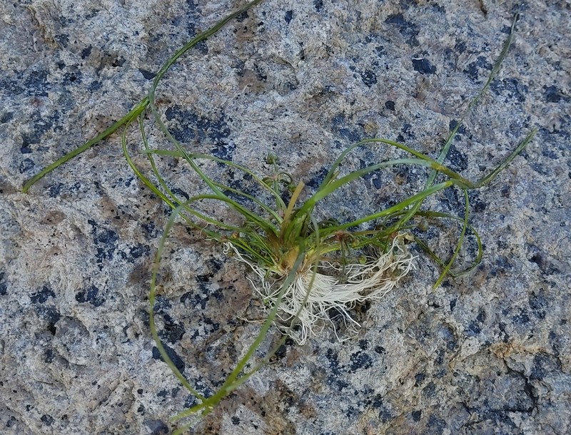 Alisma wahlenbergii photo 2
