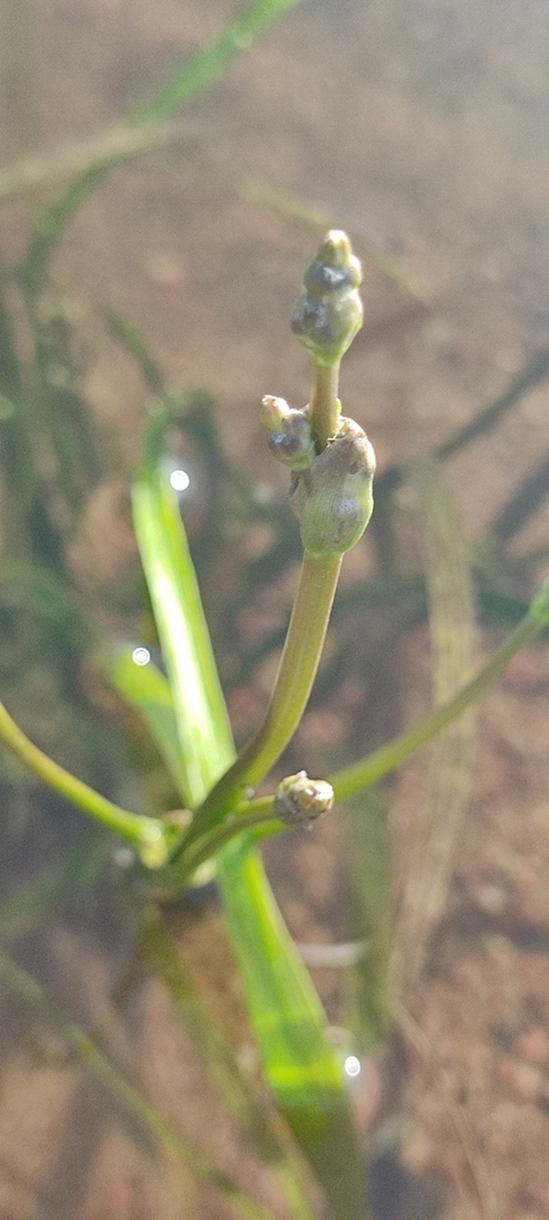 Alisma wahlenbergii photo 4