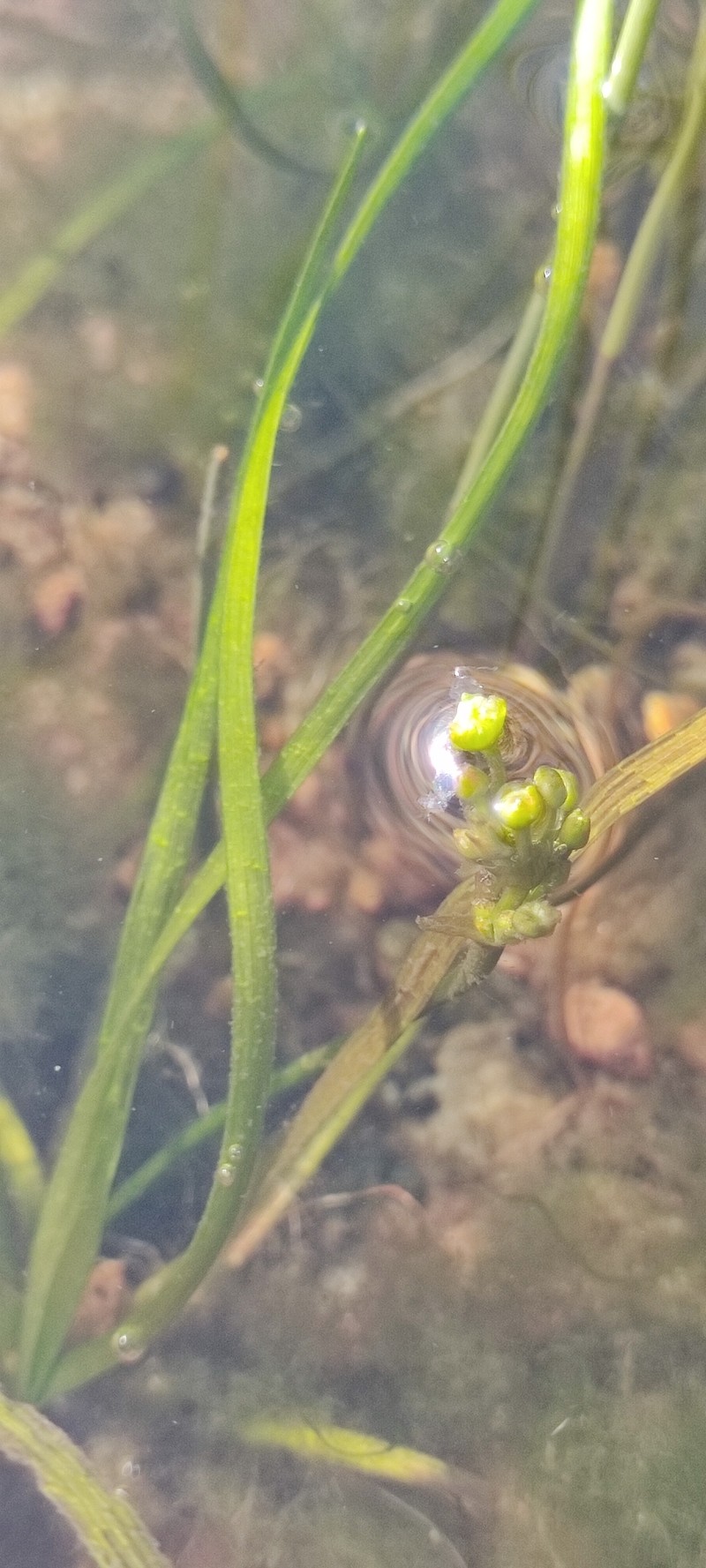 Alisma wahlenbergii photo 8