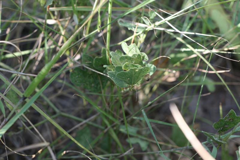 Alistilus bechuanicus photo 6