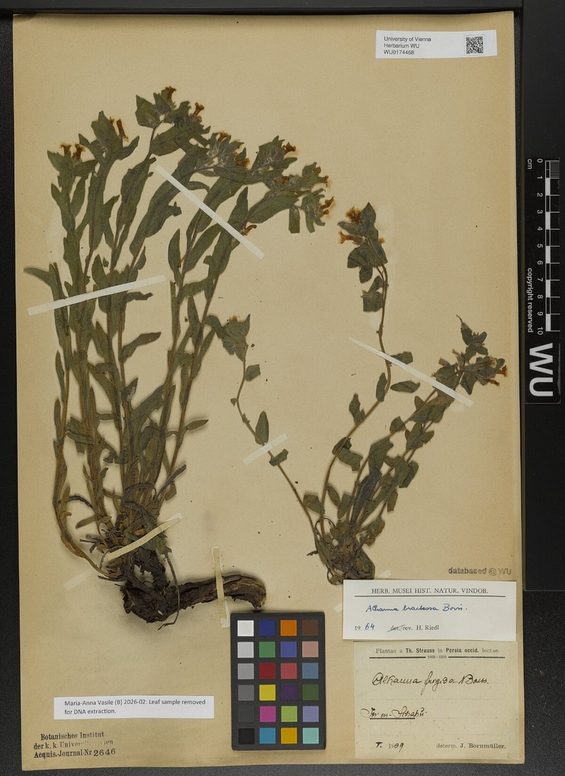 Alkanna bracteosa