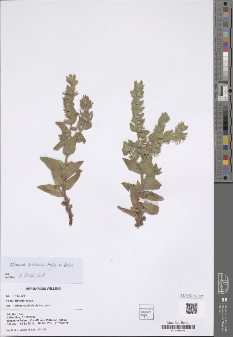 Alkanna calliensis