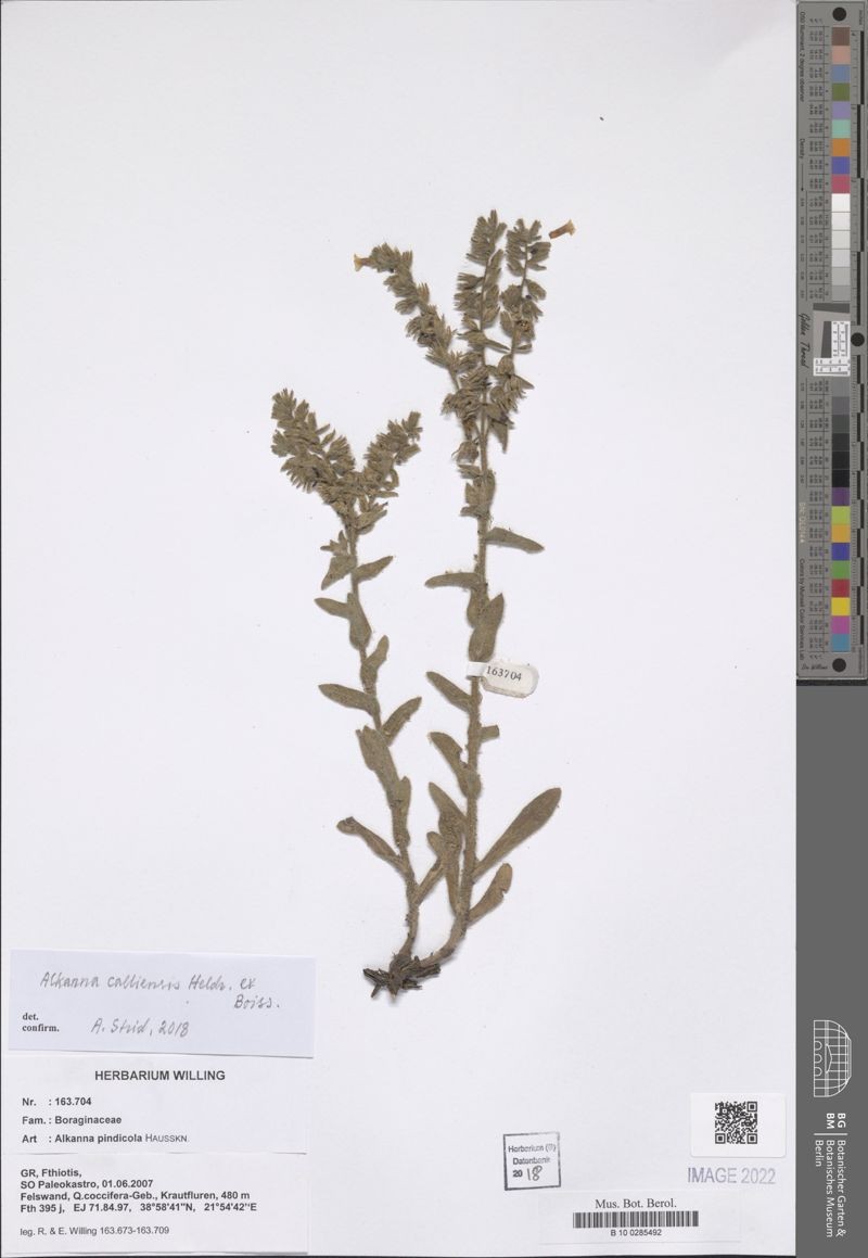 Alkanna calliensis photo 2