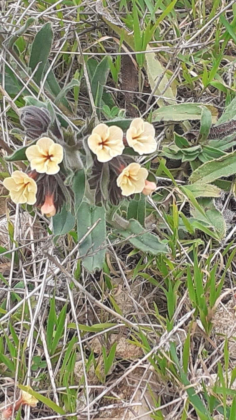 Alkanna confusa