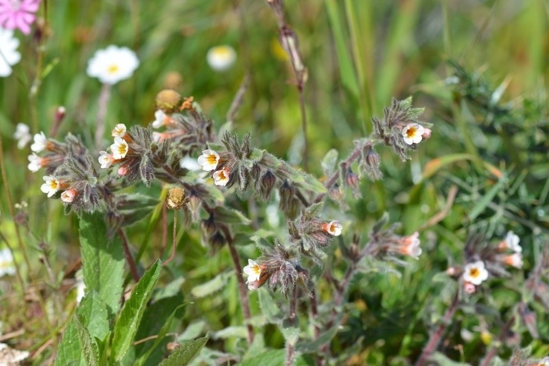 Alkanna corcyrensis