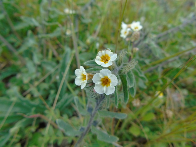 Alkanna corcyrensis photo 2