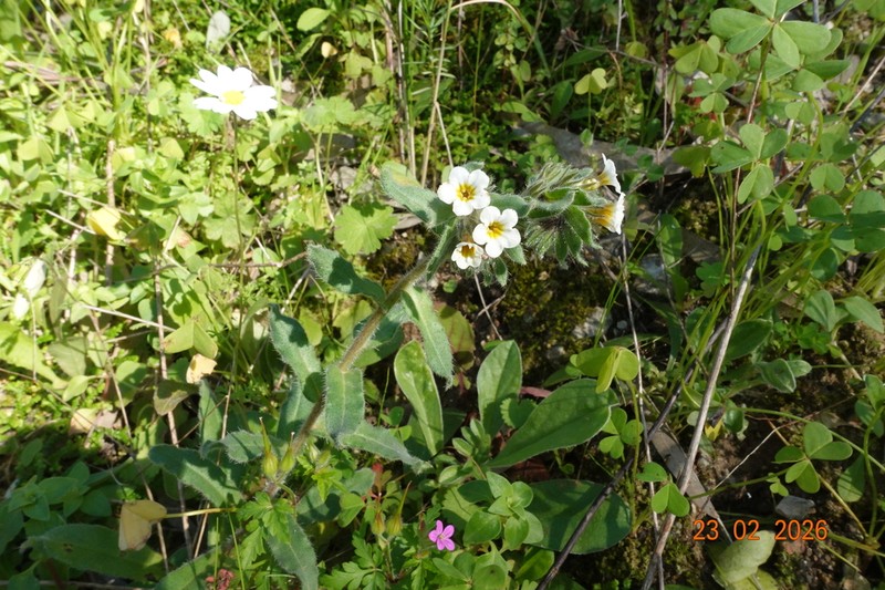Alkanna corcyrensis photo 4