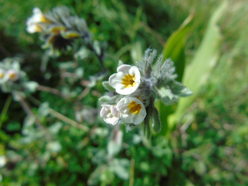 Alkanna corcyrensis photo 5