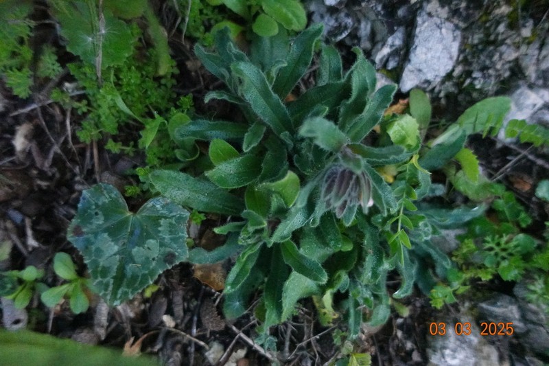 Alkanna corcyrensis photo 6
