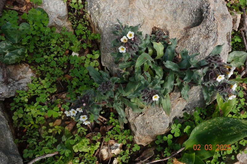Alkanna corcyrensis photo 7