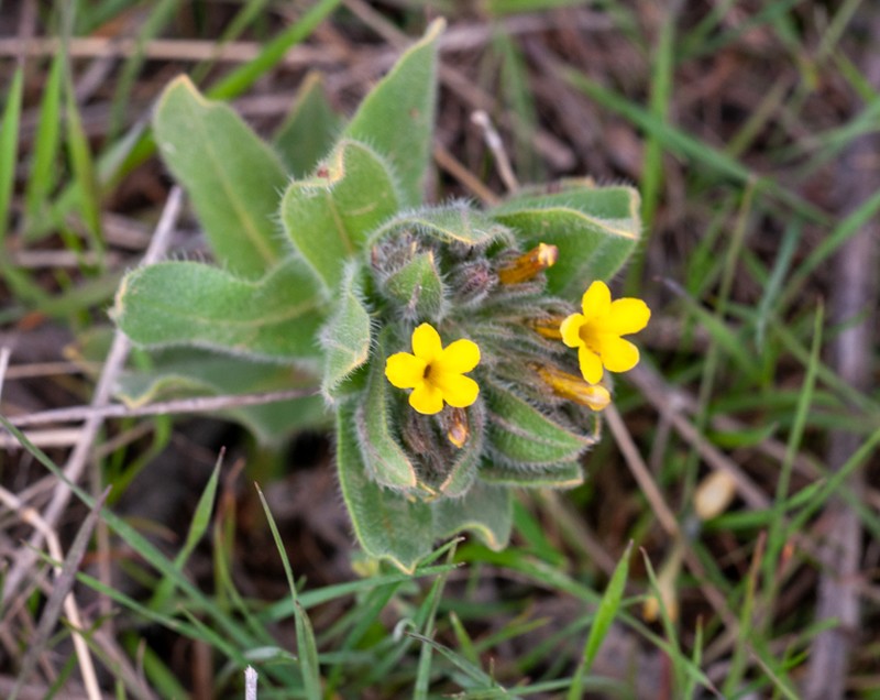 Alkanna froedinii photo 2