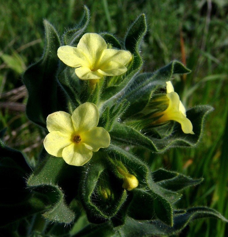 Alkanna galilaea