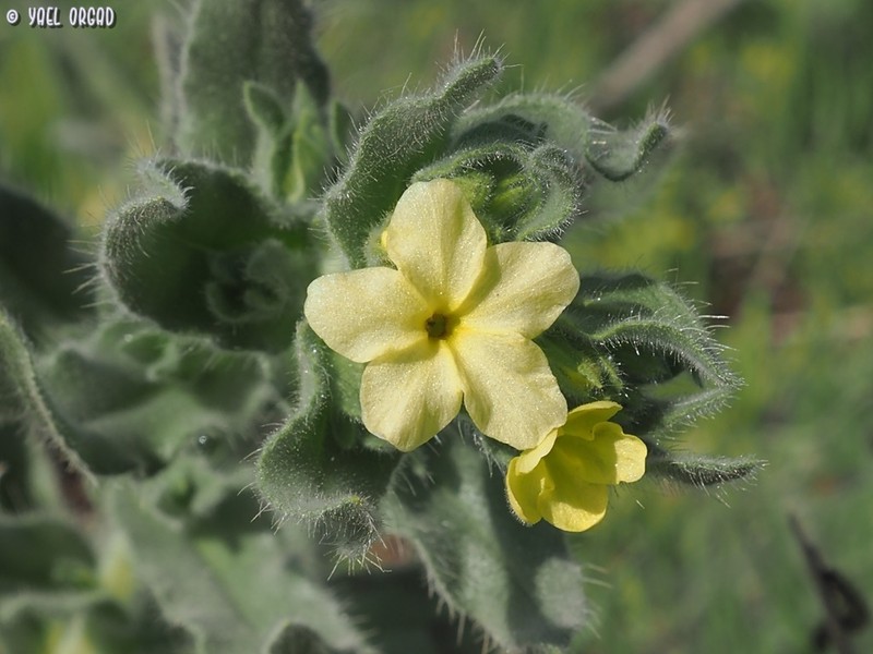 Alkanna galilaea photo 2