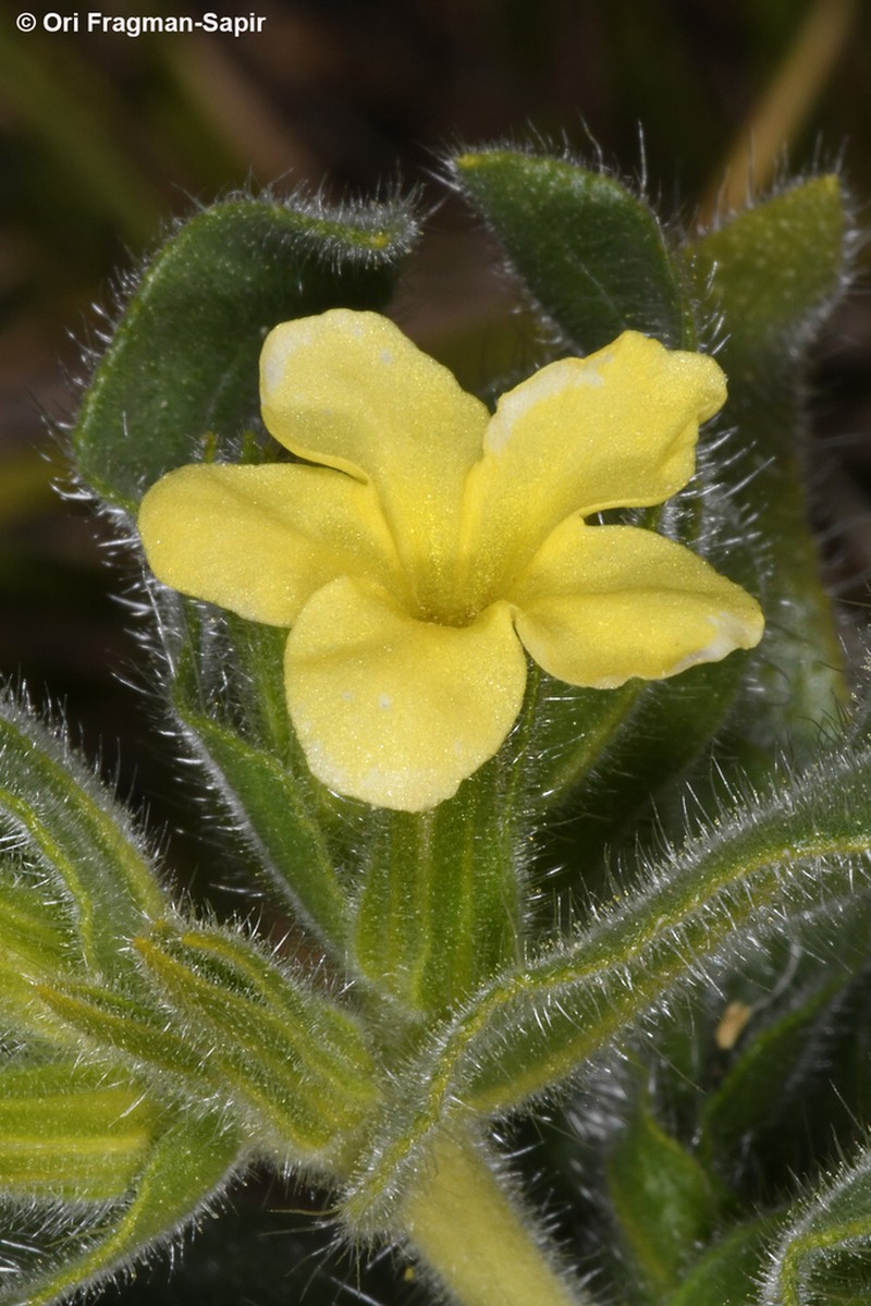 Alkanna galilaea photo 3