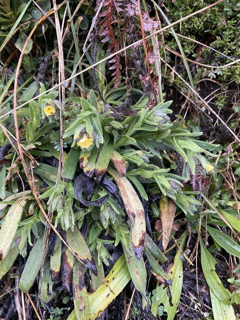 Alkanna graeca photo 3