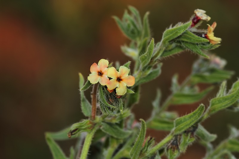 Alkanna hirsutissima