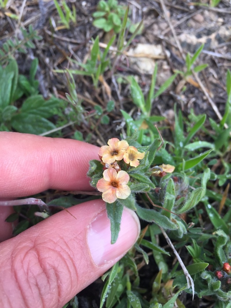 Alkanna hirsutissima photo 2