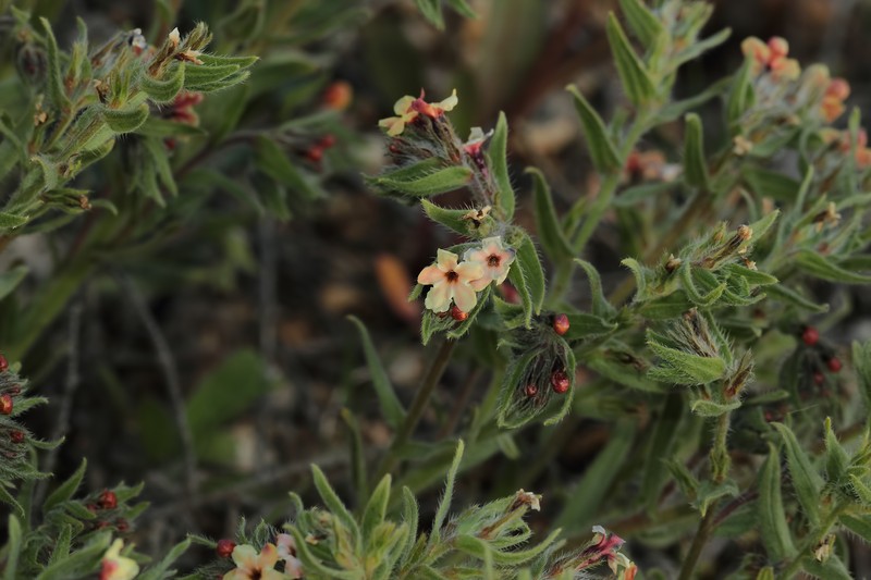 Alkanna hirsutissima photo 3