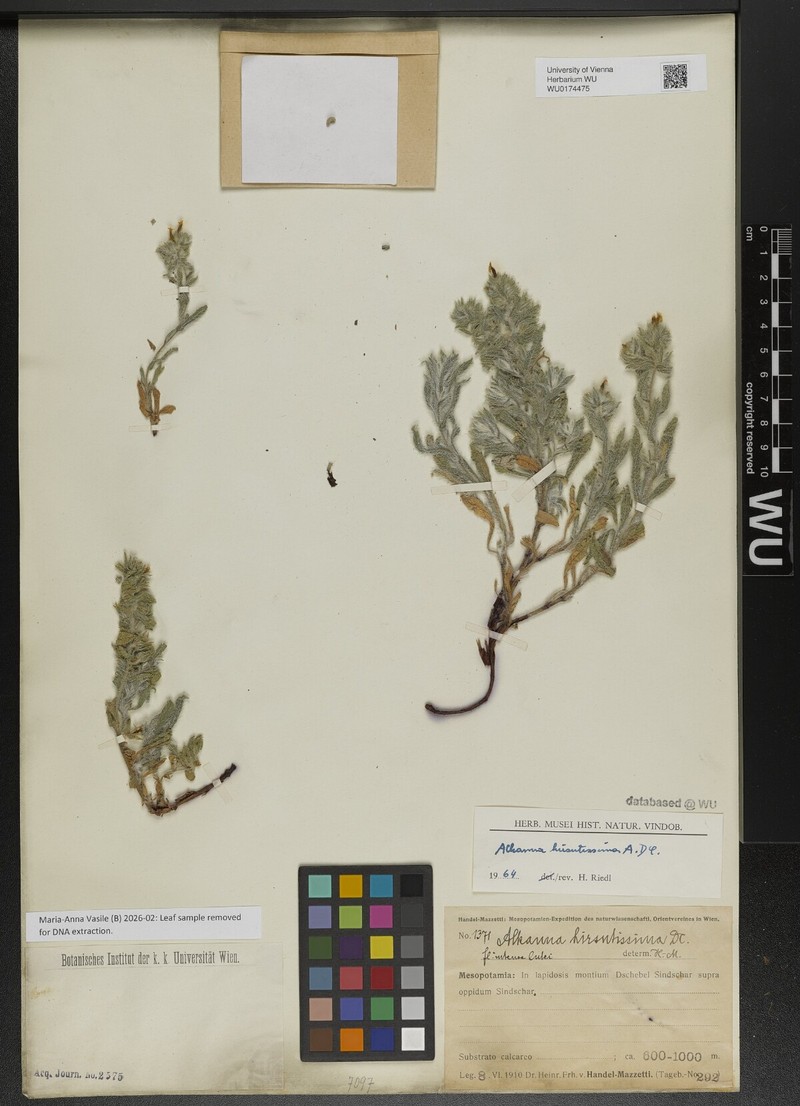 Alkanna hirsutissima photo 4
