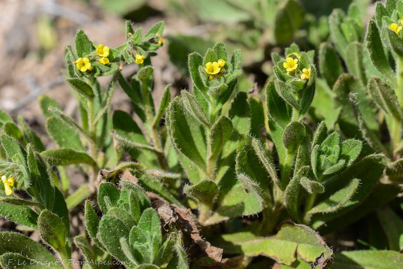 Alkanna lutea