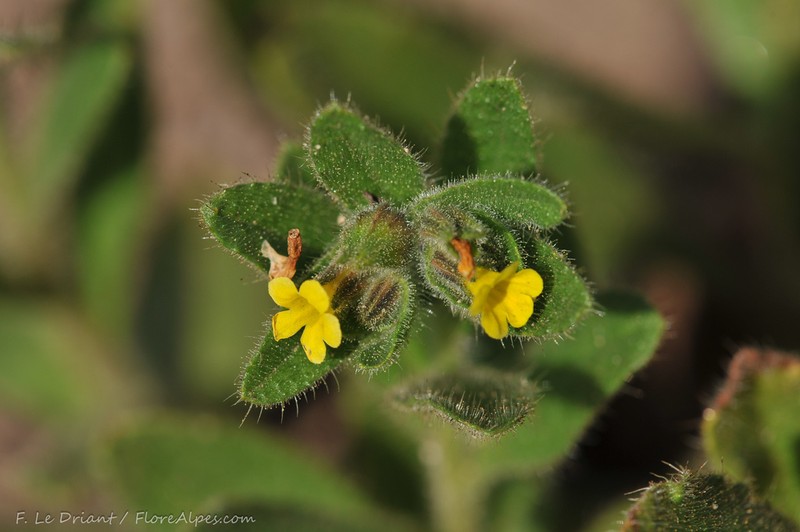 Alkanna lutea photo 2