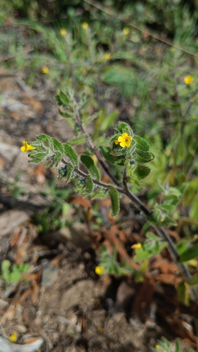 Alkanna lutea photo 4