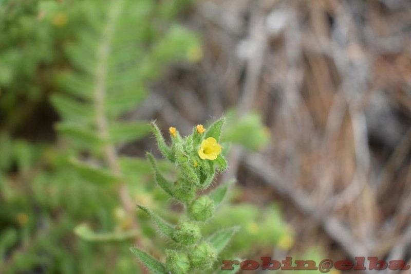 Alkanna lutea photo 6
