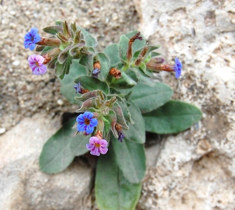 Alkanna macrophylla