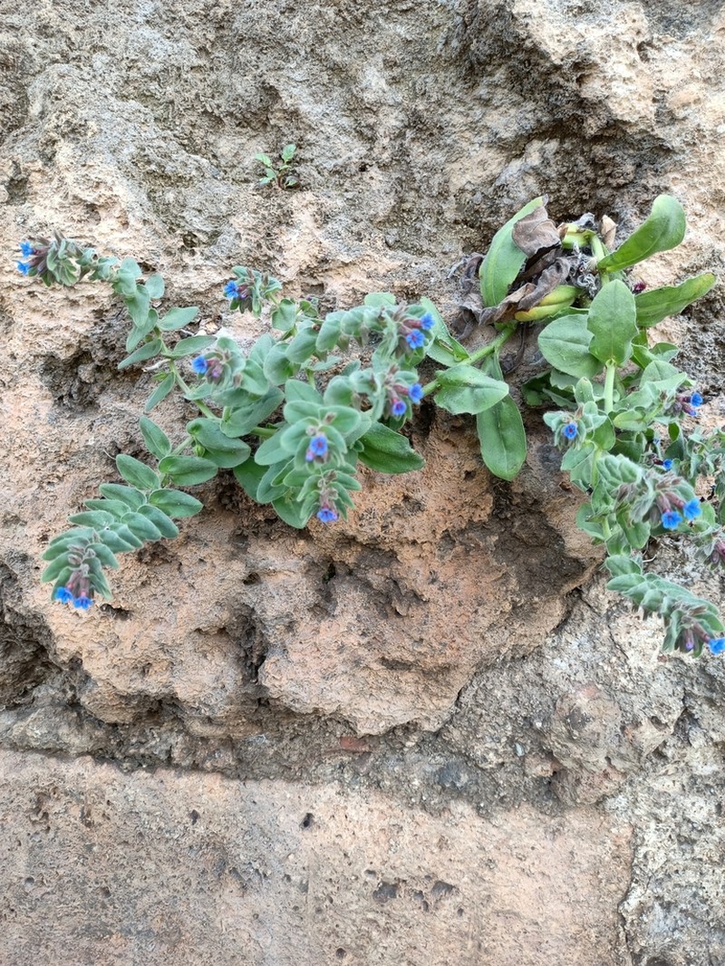 Alkanna macrophylla photo 2