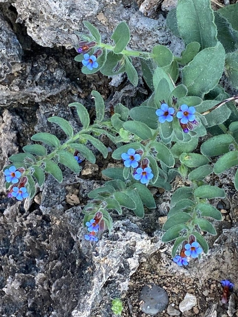 Alkanna macrophylla photo 3