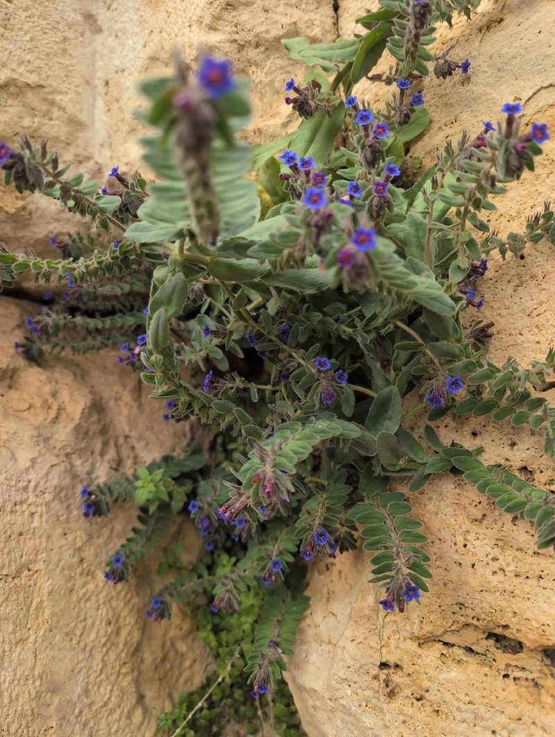 Alkanna macrophylla photo 5