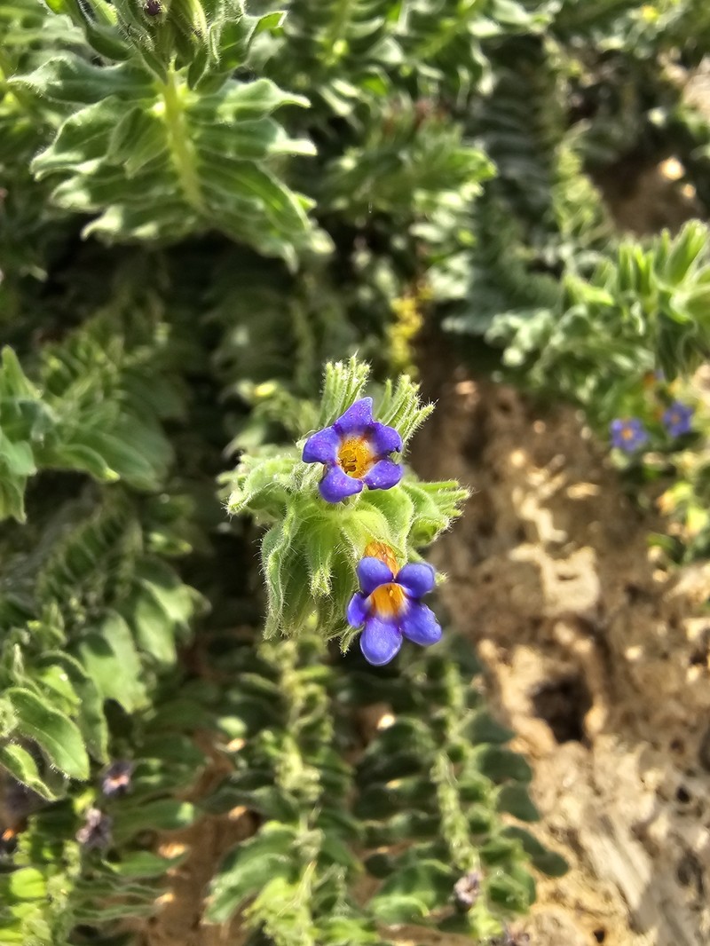 Alkanna macrophylla photo 7