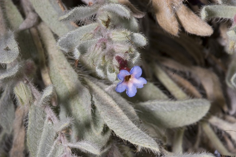 Alkanna macrosiphon