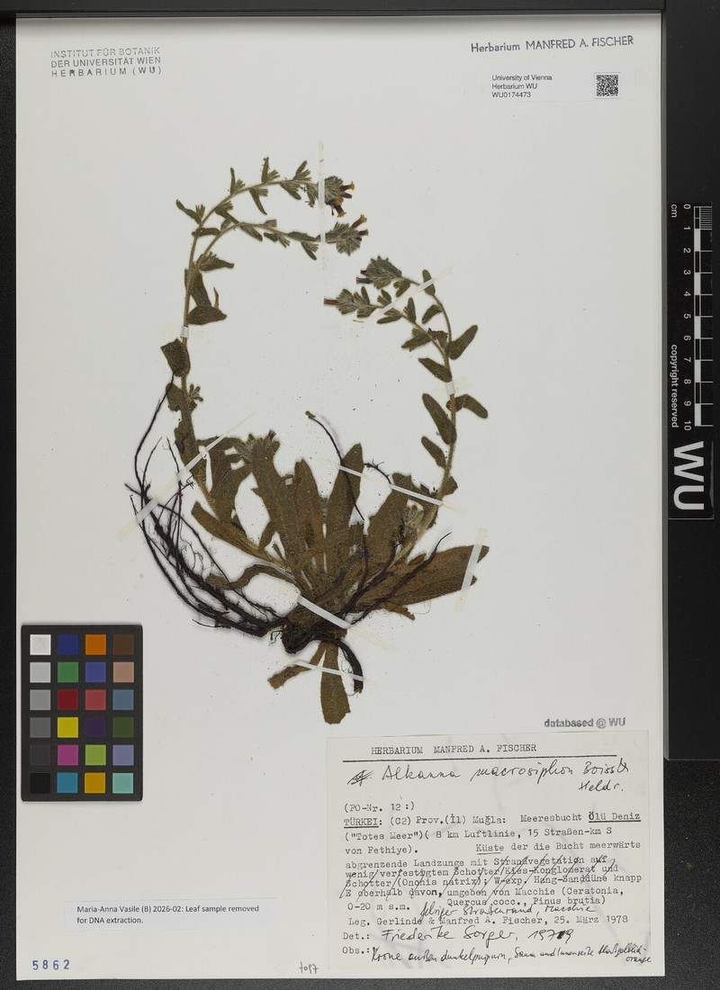 Alkanna macrosiphon photo 2