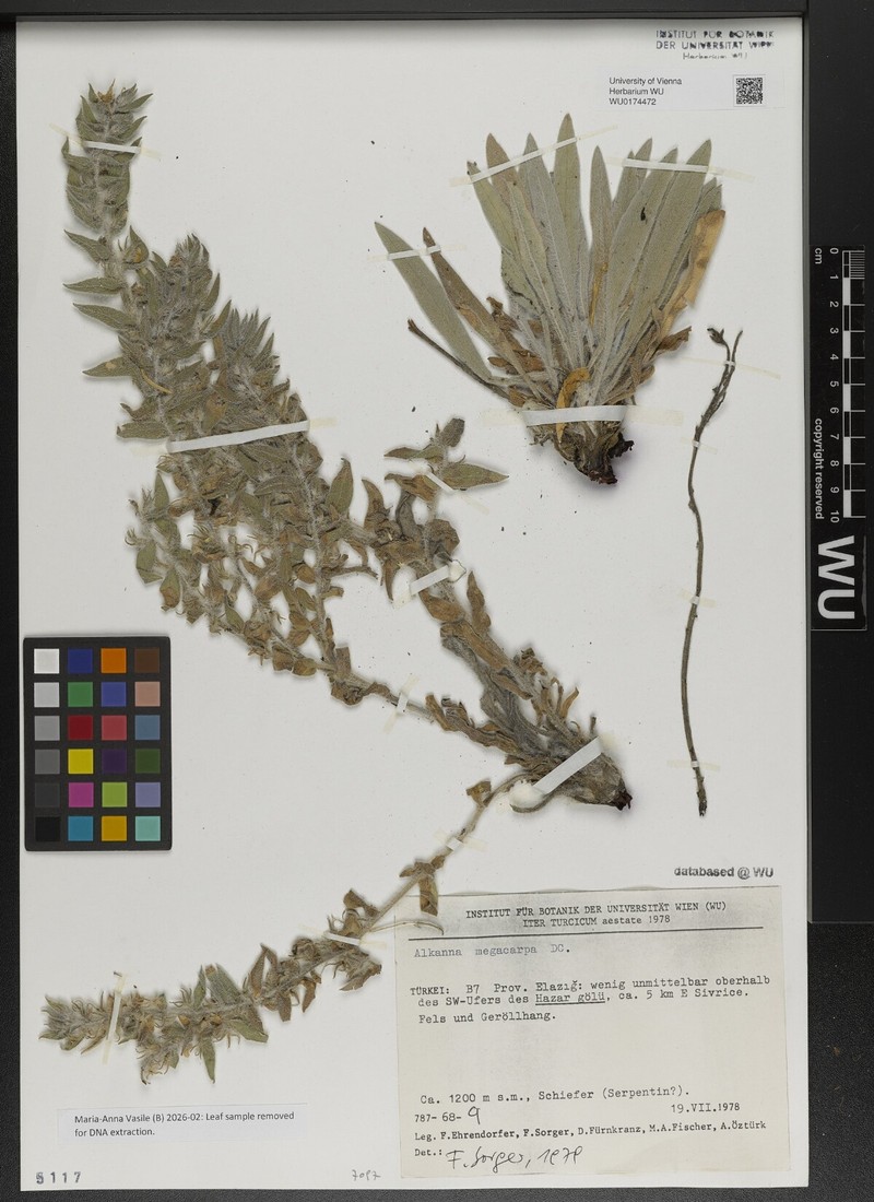 Alkanna megacarpa