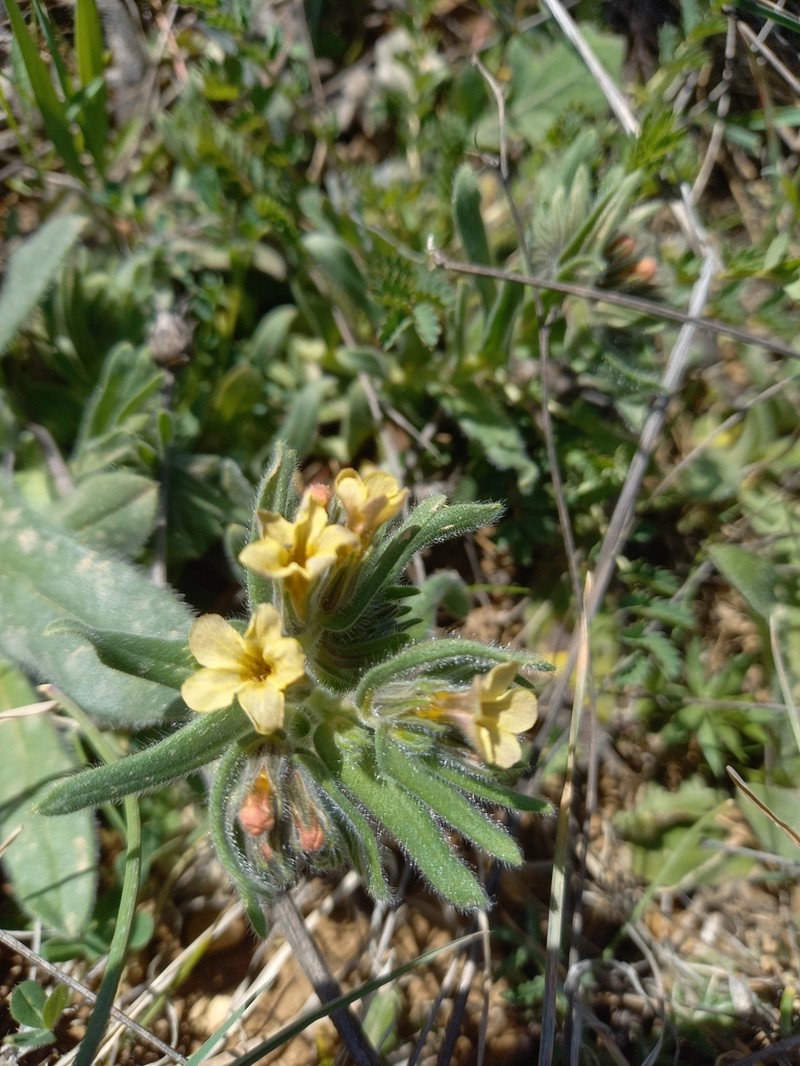 Alkanna methanaea