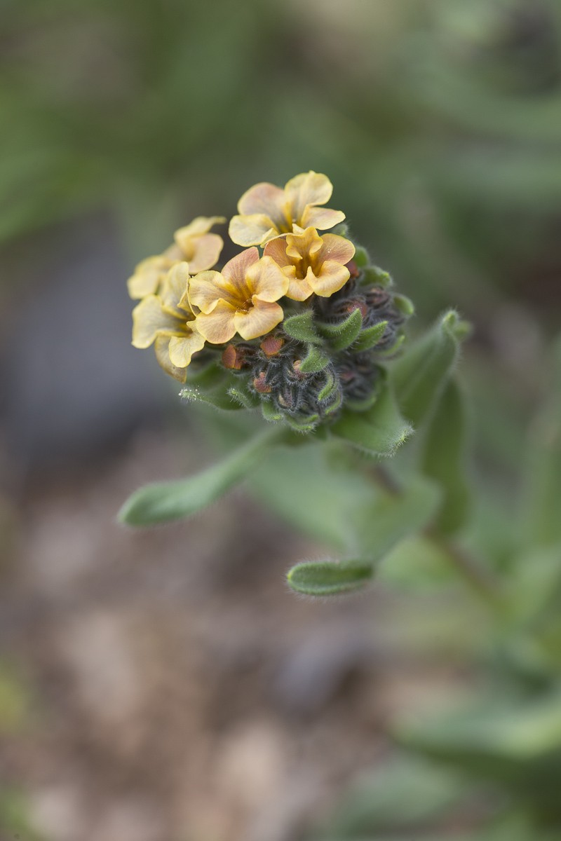 Alkanna methanaea photo 3