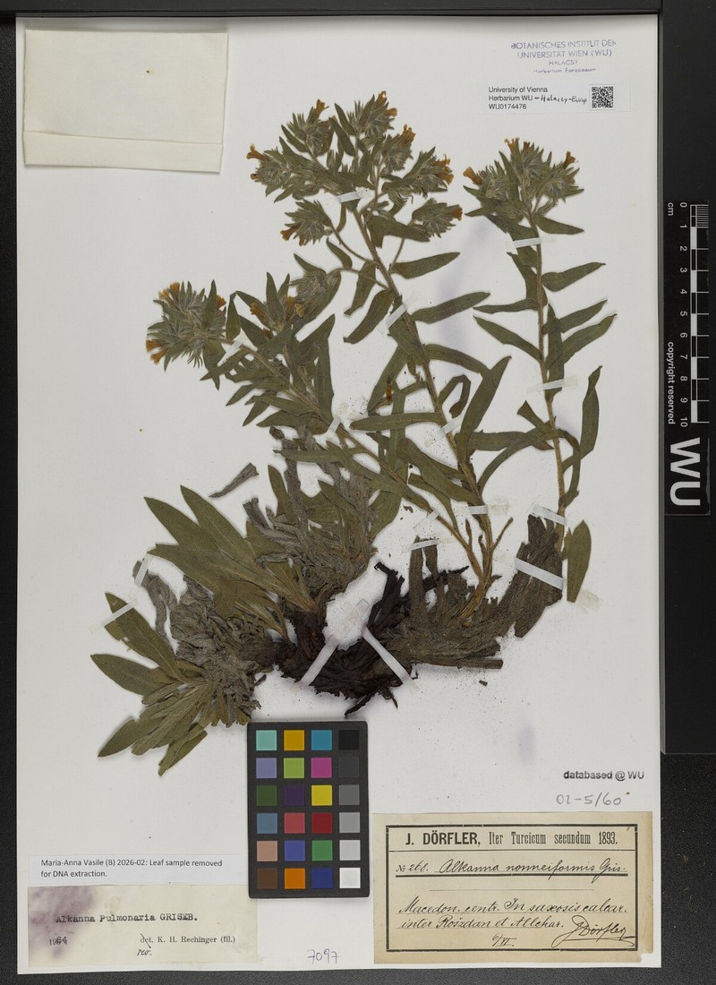 Alkanna noneiformis