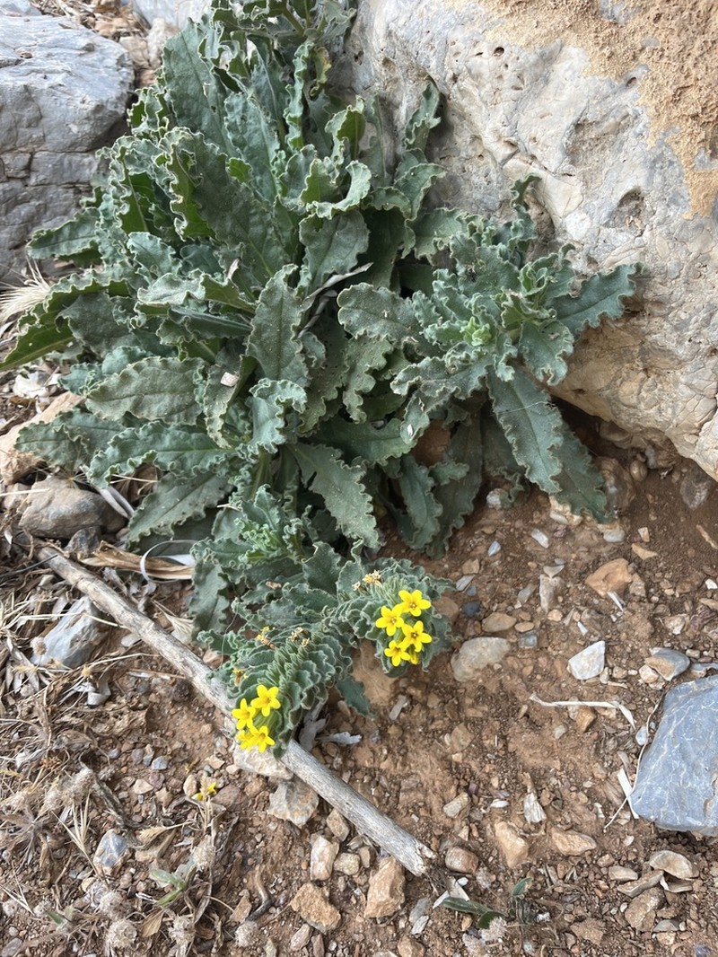 Alkanna orientalis